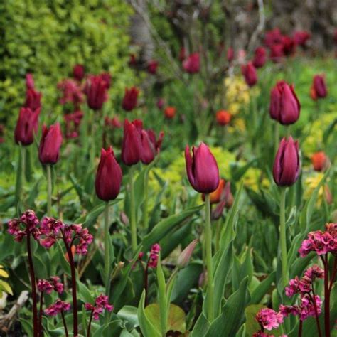 Tulipa Merlot Buy Plants At Coolplants