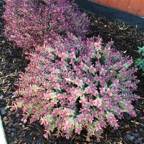 Hebe Red Edge Shrubby Veronica Red Edge In Gardentags Plant