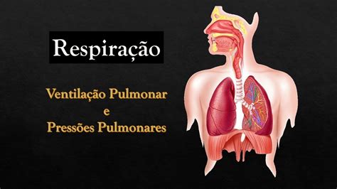 Fisiologia Ventilação e Pressões Pulmonares Alveolar Pleural e