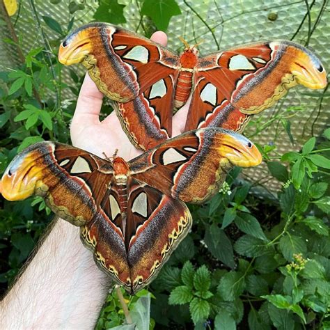 Tropical Butterflies Uk On Instagram “atlas Moths Attacus Atlas Butterfly Butterflies