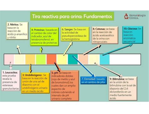 Tiras Reactivas Orina Reactif Par Metros Test De Salud Lupon Gov Ph