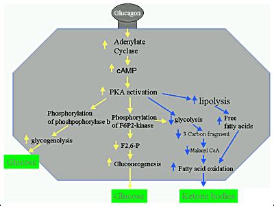 figure13 - Endotext