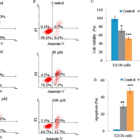 Determination Of The Effect Of Quercetin On Apoptosis In U Os And Saos