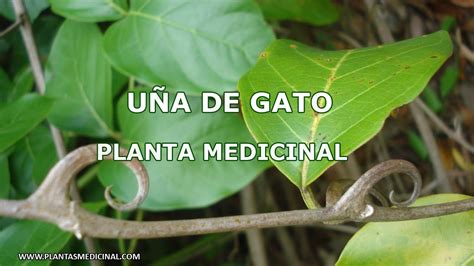 U A De Gato Planta Medicinal Youtube