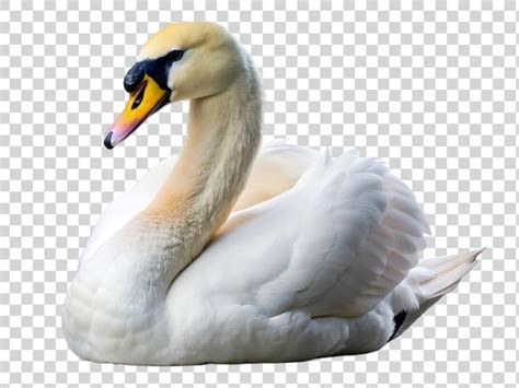 Cisne Blanco Aislado En Un Fondo Transparente Renderizaci N En D