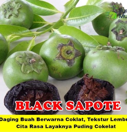 Jual Bibit Sawo Black Sapote Genjah Jualbenihmurah