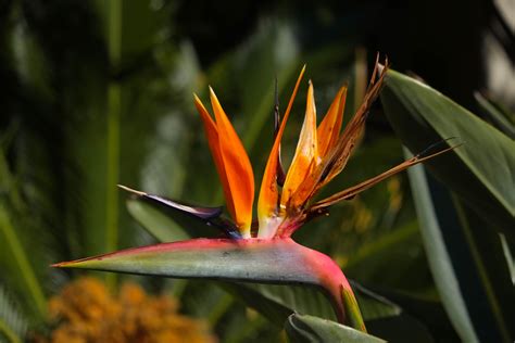 Free Images Nature Grass Plant Sunlight Leaf Flower Wildlife Green Jungle Insect