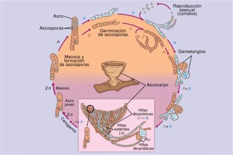 Qué Son Los Ascomicetos Características Ejemplos E Importancia