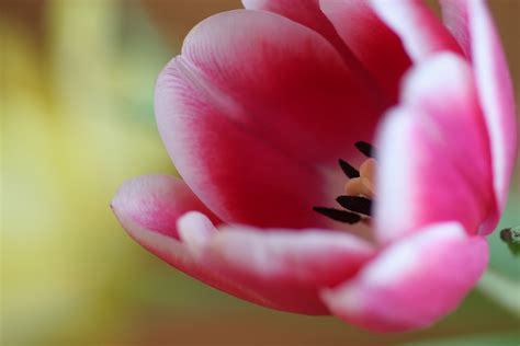 Tulpe Foto And Bild Pflanzen Pilze And Flechten Blüten And Kleinpflanzen