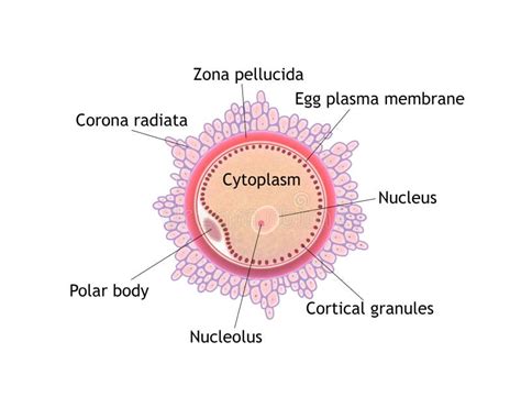 ovule stock illustration illustration  science gynecology