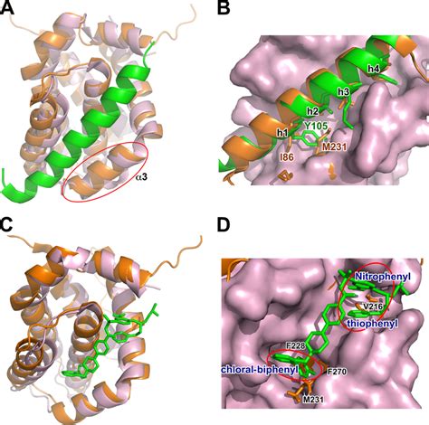 The BH3 binding groove of cMCL-1 poorly accommodates BAD-BH3 and ...