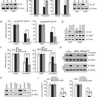 USP22 Dictates Cellular Sensitivity To The BRAF Inhibitor Vemurafenib