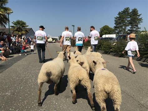 Lign La F Te Du Mouton Choisit La Fin De La Transhumance Nantes