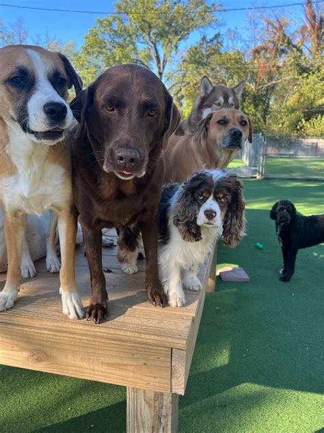 Specialty Pet Grooming, Doggie Daycare, and Boarding | Evansville IN