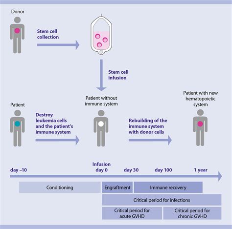 What Is Allogeneic Stem Cell Transplantation Patients Cell Therapy