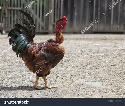 Transylvanian Naked Neck Rooster Free Range Stock Photo