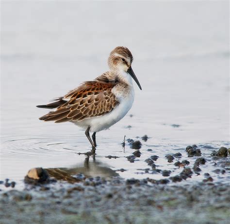 Nw Bird Blog Western Sandpiper