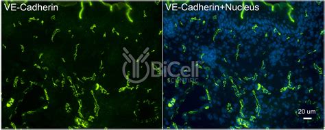 VE-cadherin (Cdh5 or Cadherin-5 or CD144) antibody - BiCell Scientific®