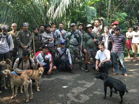 Serangan Babi Hutan Meluas Jadi 45 Hektar