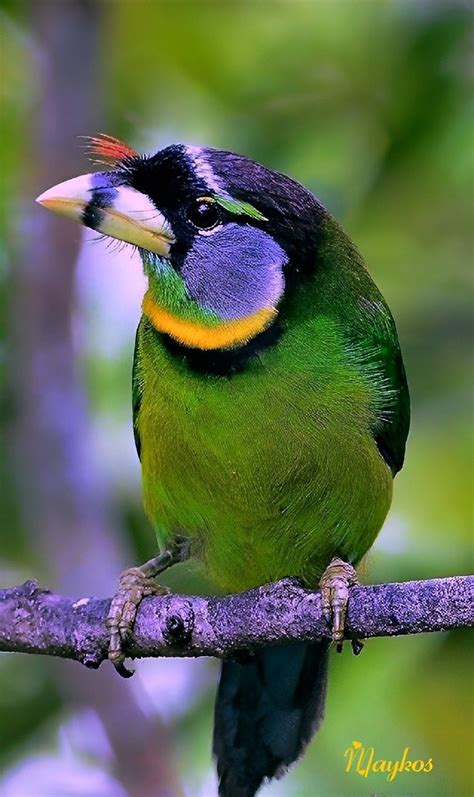 Tropical Birds Colorful Birds Small Birds Pretty Birds Beautiful