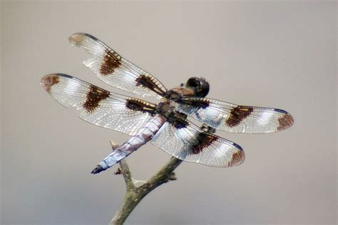 Dragonfly A Nice Dragonfly Specimen Rocky River Reservati Flickr