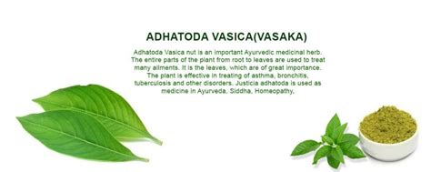 Adhatoda Vasica