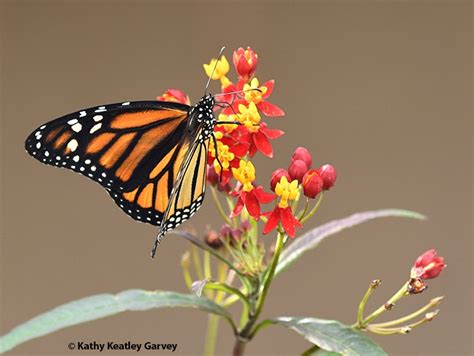 Winning Pbesa Images A Damselfly A Blowfly And A Monarch Bug Squad