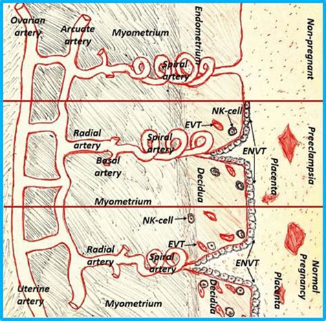 Adapted Schematic Of The Uterine Blood Vessels Layout In Non Pregnant