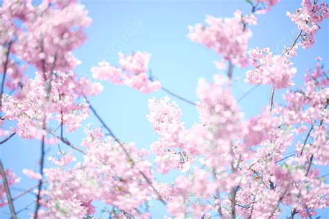 Outing Romantic Cherry Blossom Spring Background Romantic Marvel At