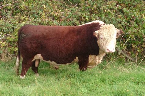 Traditional Hereford Cattle Treberfedd Farm Holiday Cottages