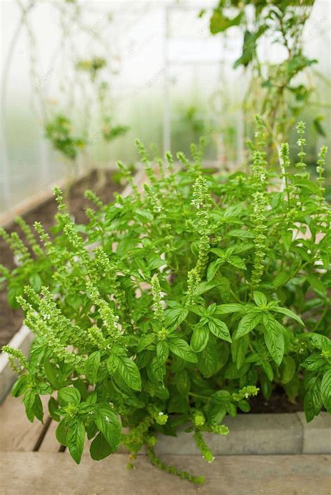 Organic Basil Herb Ocimum Basilicum Cultivated In A Greenhouse At Home