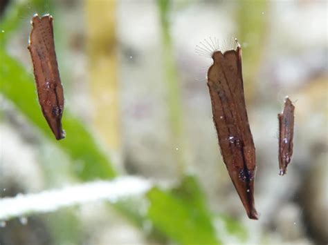 Aeoliscus Strigatus Fatos Dieta Habitat E Fotos Em Animaliabio