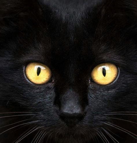 59 HQ Images Black Cat Copper Eyes - Bombay Breed Information and ...