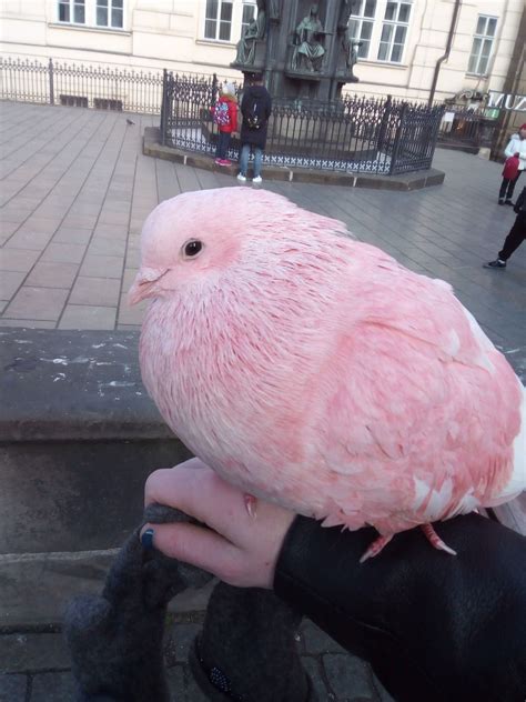 A Fat Pigeon Artofit