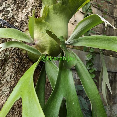 Pakis Tanduk Menjangan Platycerium Bifurcatum Staghorn Fern Lazada