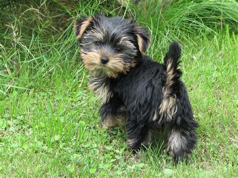 Black Yorkie Terrier