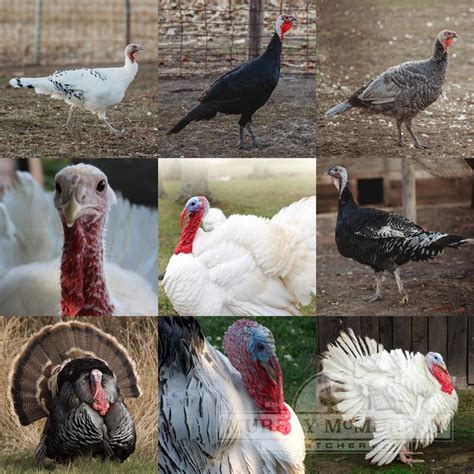 Murray Mcmurray Hatchery Turkey Assortment