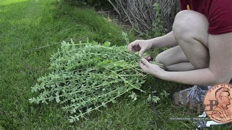 Drying Oregano YouTube