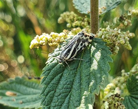 Ackerwinden Bunteulchen Acontia Trabealis 2 Ackerwinde Flickr