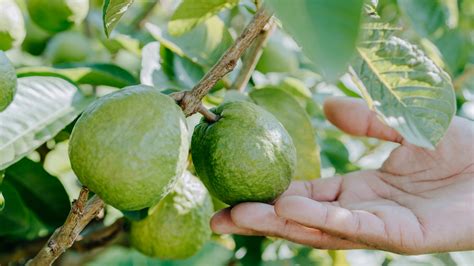 How To Eat Guava Like A Total Fruit Connoisseur