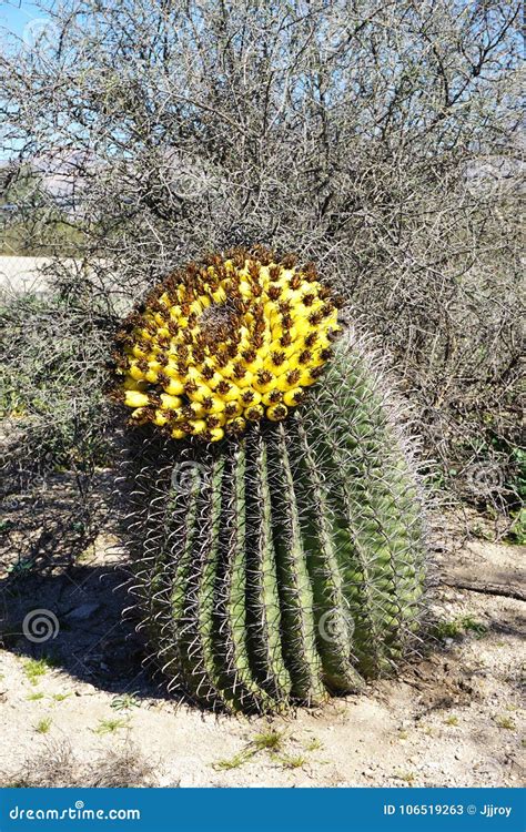 Bright Yellow Fruiting Barrel Cactus In American Southwest Stock Image