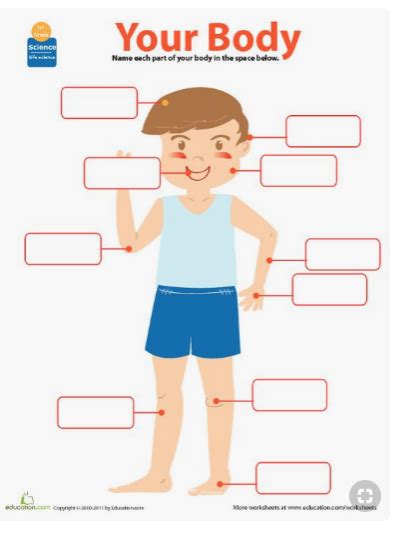 Body Parts In Spanish Diagram Quizlet