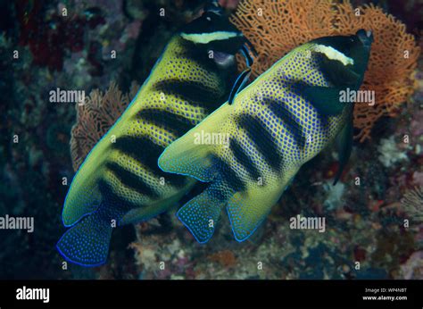 Six Banded Angelfish Pomacanthus Sexstriatus Pair Being Cleaned By