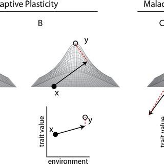 Evolution of plasticity in novel environments Phenotypic plasticity can ...