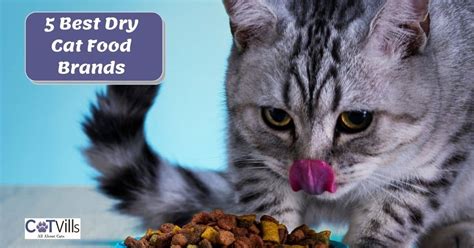 12 Best Dry Cat Foods For Your Kitties 2024 Honest Review