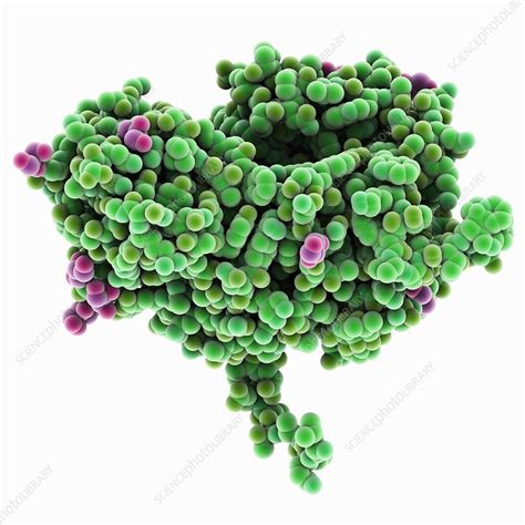 Chitinase enzyme molecule - Stock Image - C025/1633 - Science Photo Library