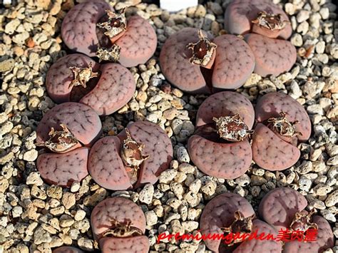 C247 Lithops Schwantesii Ssp Schwantesii V Rugosa Matunai