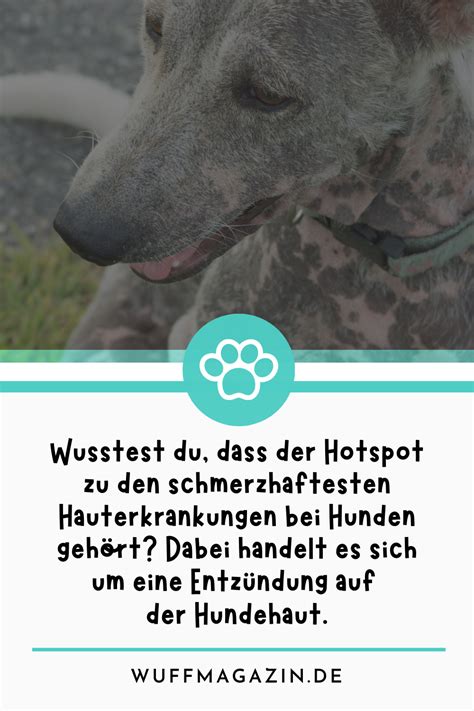 Hotspot Beim Hund Symptome Ursachen Behandlung Und Vorbeugung Artofit