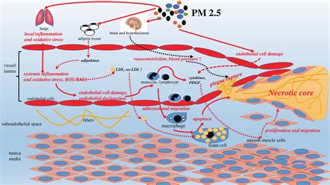 PM2 5 Induced Atherosclerosis Pathophysiological Mechanisms