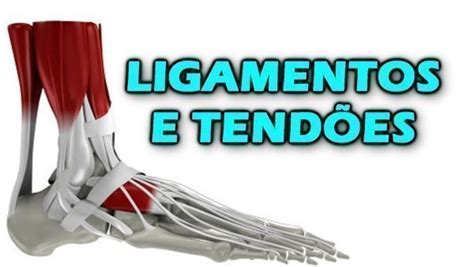 Ligamentos e tendões funções e diferenças Buscar Saúde